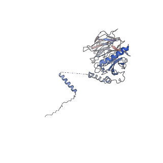 23083_7kzn_D_v1-2
Outer dynein arm core subcomplex from C. reinhardtii