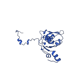 23096_7l08_K_v1-1
Cryo-EM structure of the human 55S mitoribosome-RRFmt complex.