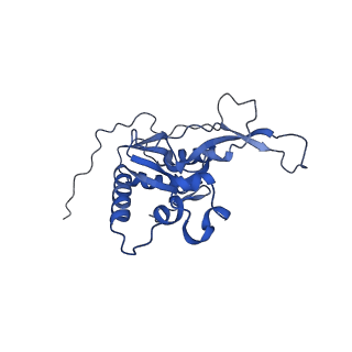 23096_7l08_N_v1-1
Cryo-EM structure of the human 55S mitoribosome-RRFmt complex.