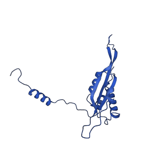 23096_7l08_T_v1-1
Cryo-EM structure of the human 55S mitoribosome-RRFmt complex.