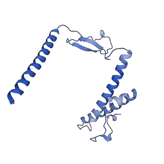 23096_7l08_Y_v1-1
Cryo-EM structure of the human 55S mitoribosome-RRFmt complex.