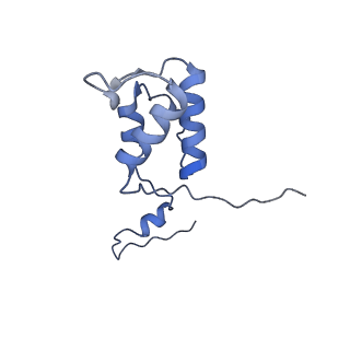 23096_7l08_h_v1-1
Cryo-EM structure of the human 55S mitoribosome-RRFmt complex.