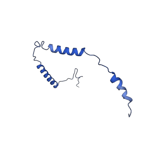 23096_7l08_o_v1-1
Cryo-EM structure of the human 55S mitoribosome-RRFmt complex.