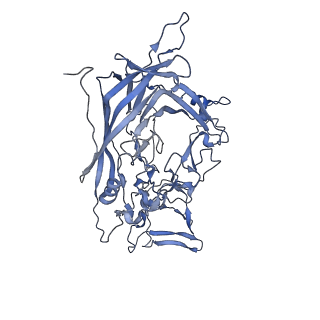 23104_7l0u_Z_v1-2
Human Bocavirus 2 (pH 5.5)
