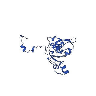 23121_7l20_K_v1-1
Cryo-EM structure of the human 39S mitoribosomal subunit in complex with RRFmt and EF-G2mt.