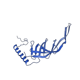 23121_7l20_S_v1-1
Cryo-EM structure of the human 39S mitoribosomal subunit in complex with RRFmt and EF-G2mt.
