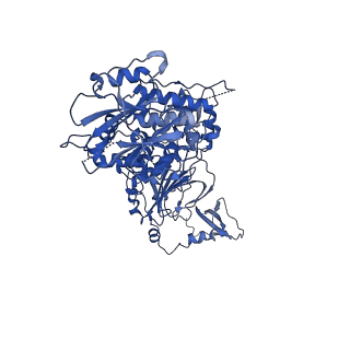23252_7lbe_A_v1-1
CryoEM structure of the HCMV Trimer gHgLgO in complex with neutralizing fabs 13H11 and MSL-109