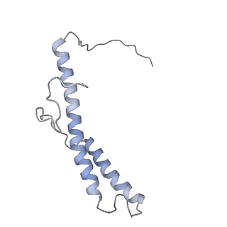 4032_5lc5_d_v1-3
Structure of mammalian respiratory Complex I, class2