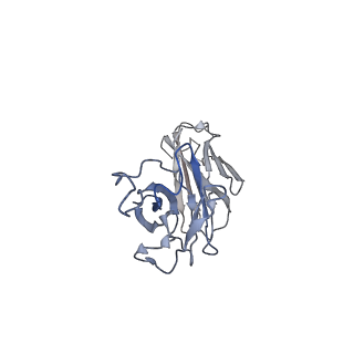 23293_7lex_F_v1-0
Trimeric human Arginase 1 in complex with mAb1 - 2 hArg:3 mAb1 complex
