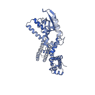 23307_7lfw_D_v1-1
Cryo-EM structure of human cGMP-bound open CNGA1 channel in K+/Ca2+
