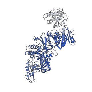 23328_7lgq_B_v1-2
Cyanophycin synthetase 1 from Synechocystis sp. UTEX2470 with ATP and 8x(Asp-Arg)-Asn
