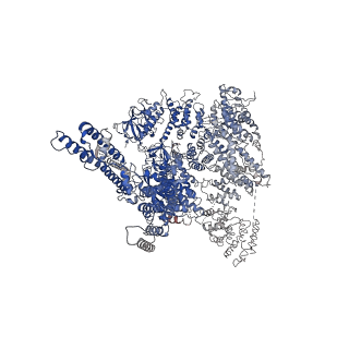 23338_7lhf_A_v1-1
Structure of full-length IP3R1 channel solubilized in LNMG & lipid in the apo-state