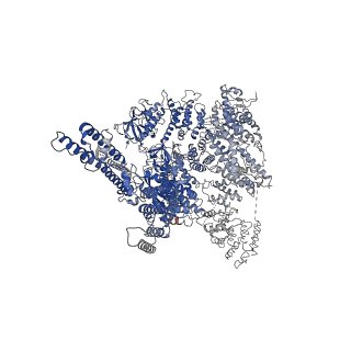 23338_7lhf_A_v1-2
Structure of full-length IP3R1 channel solubilized in LNMG & lipid in the apo-state