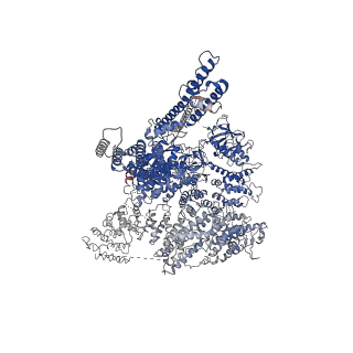 23338_7lhf_B_v1-1
Structure of full-length IP3R1 channel solubilized in LNMG & lipid in the apo-state