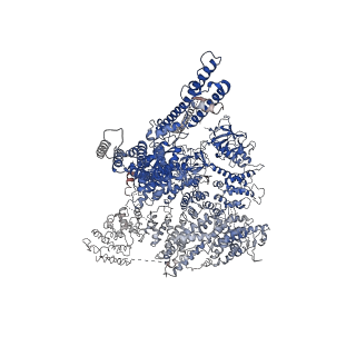 23338_7lhf_B_v1-2
Structure of full-length IP3R1 channel solubilized in LNMG & lipid in the apo-state