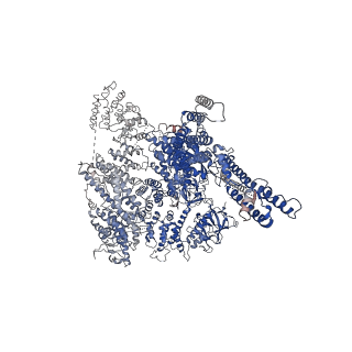 23338_7lhf_C_v1-1
Structure of full-length IP3R1 channel solubilized in LNMG & lipid in the apo-state