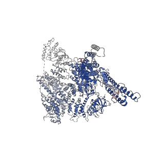 23338_7lhf_C_v1-2
Structure of full-length IP3R1 channel solubilized in LNMG & lipid in the apo-state