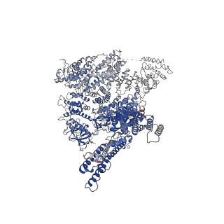 23338_7lhf_D_v1-2
Structure of full-length IP3R1 channel solubilized in LNMG & lipid in the apo-state