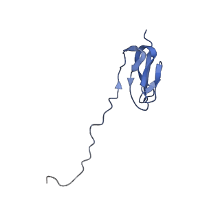 4050_5li0_Z_v1-3
70S ribosome from Staphylococcus aureus