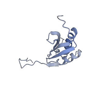 4050_5li0_k_v1-3
70S ribosome from Staphylococcus aureus