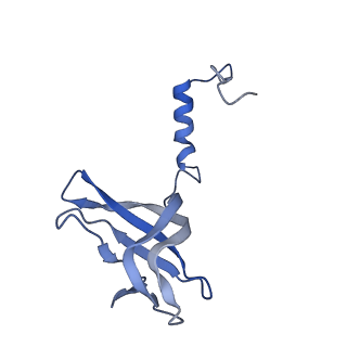 4055_5lj3_D_v1-5
Structure of the core of the yeast spliceosome immediately after branching