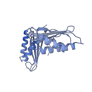 4080_5lmu_C_v1-3
Structure of bacterial 30S-IF3-mRNA-tRNA translation pre-initiation complex, closed form (state-4)