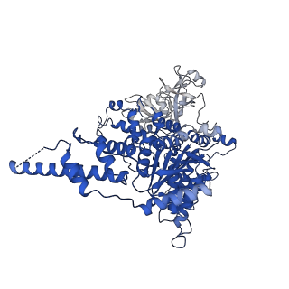 23444_7ln0_E_v1-0
Cryo-EM structure of human p97 in complex with Npl4/Ufd1 and Ub6 (Class 2)