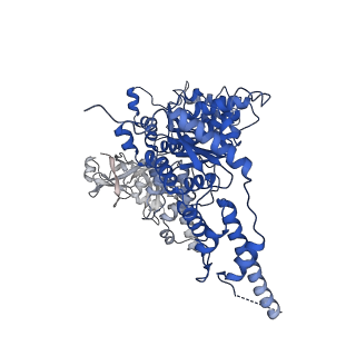 23445_7ln1_C_v1-0
Cryo-EM structure of human p97 in complex with Npl4/Ufd1 and Ub6 (Class 3)