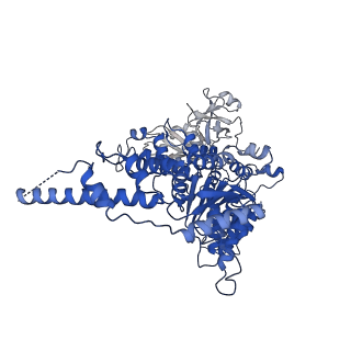 23445_7ln1_E_v1-0
Cryo-EM structure of human p97 in complex with Npl4/Ufd1 and Ub6 (Class 3)