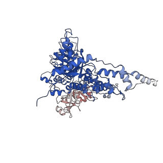 23448_7ln4_B_v1-0
Cryo-EM structure of human p97 in complex with Npl4/Ufd1 and polyubiquitinated Ub-Eos (FOM, Class 3)