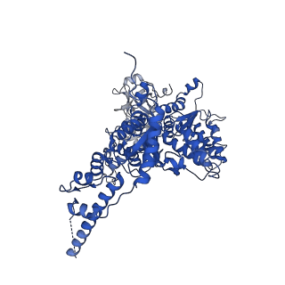 23449_7ln5_C_v1-0
Cryo-EM structure of human p97 in complex with Npl4/Ufd1 and polyubiquitinated Ub-Eos (CHAPSO, Class 1, Close State)