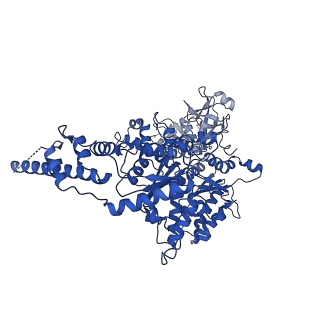 23449_7ln5_D_v1-0
Cryo-EM structure of human p97 in complex with Npl4/Ufd1 and polyubiquitinated Ub-Eos (CHAPSO, Class 1, Close State)