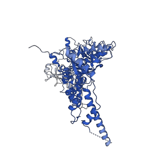 23450_7ln6_C_v1-0
Cryo-EM structure of human p97 in complex with Npl4/Ufd1 and polyubiquitinated Ub-Eos (CHAPSO, Class 2, Open State)