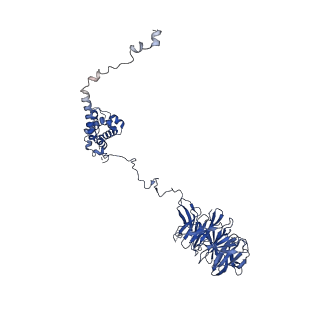 0949_6lqp_A5_v1-1
Cryo-EM structure of 90S small subunit preribosomes in transition states (State A)