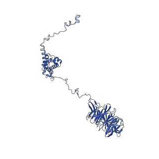 0949_6lqp_A5_v1-2
Cryo-EM structure of 90S small subunit preribosomes in transition states (State A)