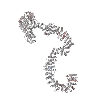 0954_6lqu_RP_v1-1
Cryo-EM structure of 90S small subunit preribosomes in transition states (State A1)