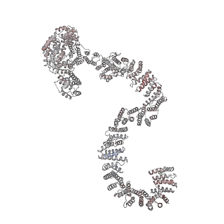 0954_6lqu_RP_v1-2
Cryo-EM structure of 90S small subunit preribosomes in transition states (State A1)