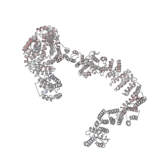 0955_6lqv_RP_v1-1
Cryo-EM structure of 90S small subunit preribosomes in transition states (State C1)