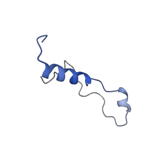 0964_6lss_P_v1-0
Cryo-EM structure of a pre-60S ribosomal subunit - state preA