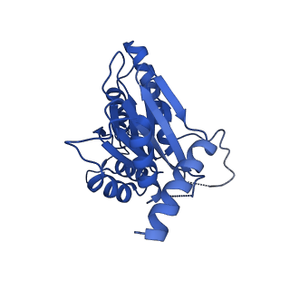 23502_7ls5_D_v1-2
Cryo-EM structure of the Pre3-1 20S proteasome core particle
