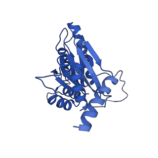 23502_7ls5_D_v1-3
Cryo-EM structure of the Pre3-1 20S proteasome core particle