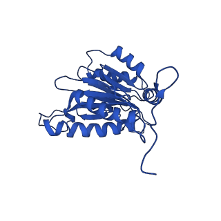 23503_7ls6_B_v1-2
Cryo-EM structure of Pre-15S proteasome core particle assembly intermediate purified from Pre3-1 proteasome mutant (G34D)
