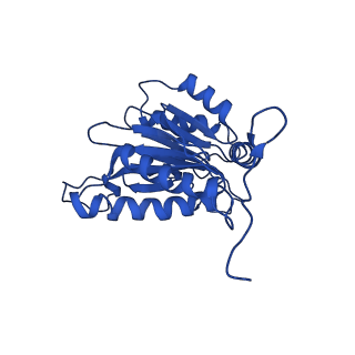 23503_7ls6_B_v1-3
Cryo-EM structure of Pre-15S proteasome core particle assembly intermediate purified from Pre3-1 proteasome mutant (G34D)