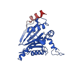 23503_7ls6_D_v1-2
Cryo-EM structure of Pre-15S proteasome core particle assembly intermediate purified from Pre3-1 proteasome mutant (G34D)