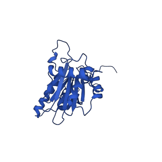 23503_7ls6_E_v1-2
Cryo-EM structure of Pre-15S proteasome core particle assembly intermediate purified from Pre3-1 proteasome mutant (G34D)