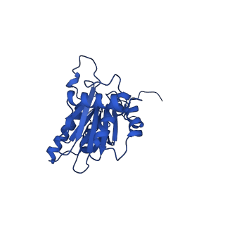 23503_7ls6_E_v1-3
Cryo-EM structure of Pre-15S proteasome core particle assembly intermediate purified from Pre3-1 proteasome mutant (G34D)