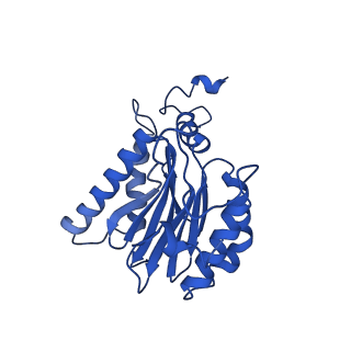 23503_7ls6_F_v1-3
Cryo-EM structure of Pre-15S proteasome core particle assembly intermediate purified from Pre3-1 proteasome mutant (G34D)