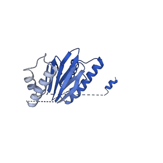 23503_7ls6_L_v1-3
Cryo-EM structure of Pre-15S proteasome core particle assembly intermediate purified from Pre3-1 proteasome mutant (G34D)