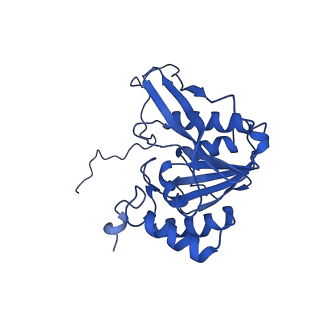 23503_7ls6_O_v1-3
Cryo-EM structure of Pre-15S proteasome core particle assembly intermediate purified from Pre3-1 proteasome mutant (G34D)