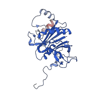 23503_7ls6_P_v1-2
Cryo-EM structure of Pre-15S proteasome core particle assembly intermediate purified from Pre3-1 proteasome mutant (G34D)